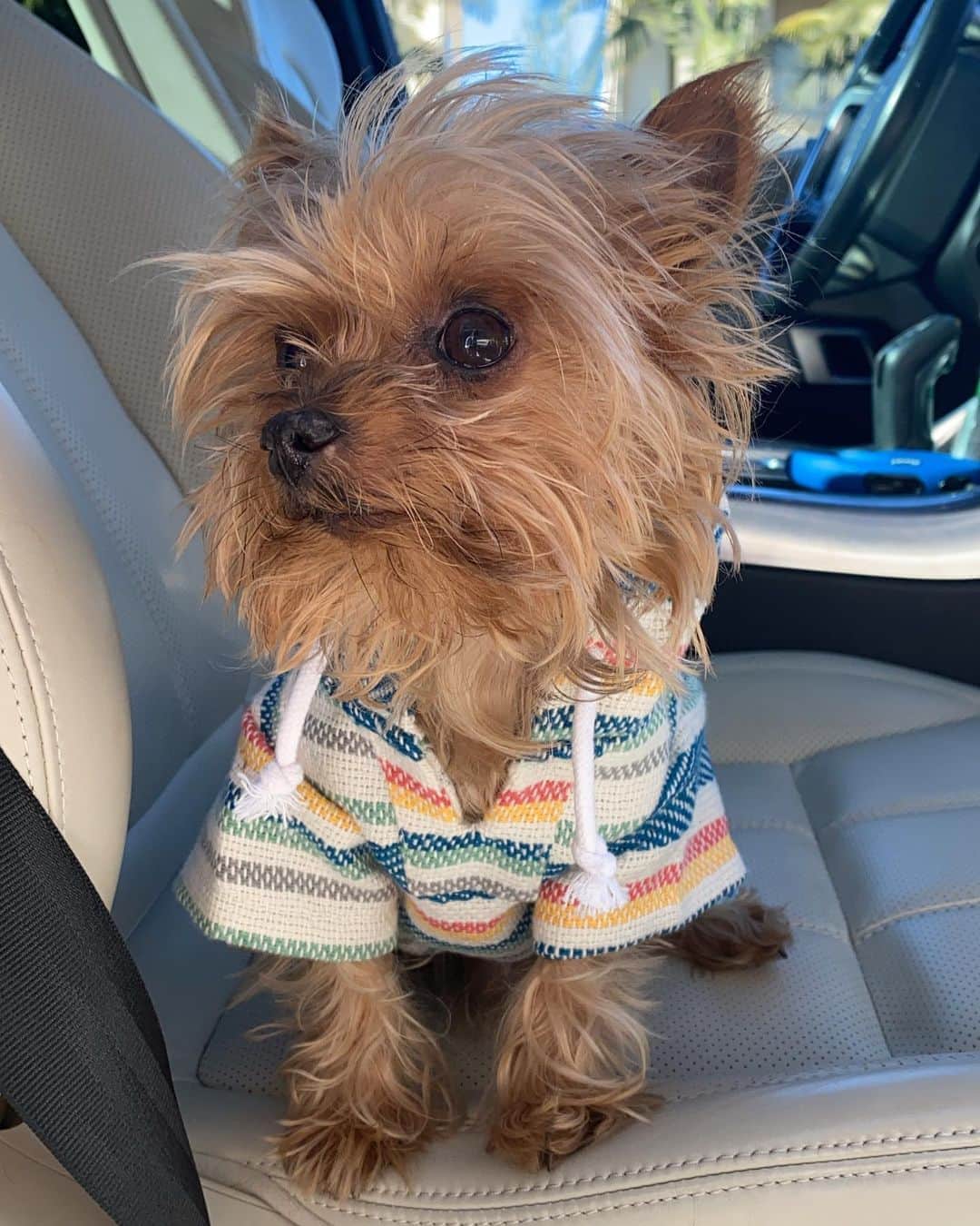 ジェシカ・バーチアーガのインスタグラム：「Today’s fit by @petco and guess what? This hoodie used to be a plastic bottle that was collected and processed into the little fibers that make this fabric! #StartedAsABottleNowImHere #Recycled #ootd 🌎🐶」