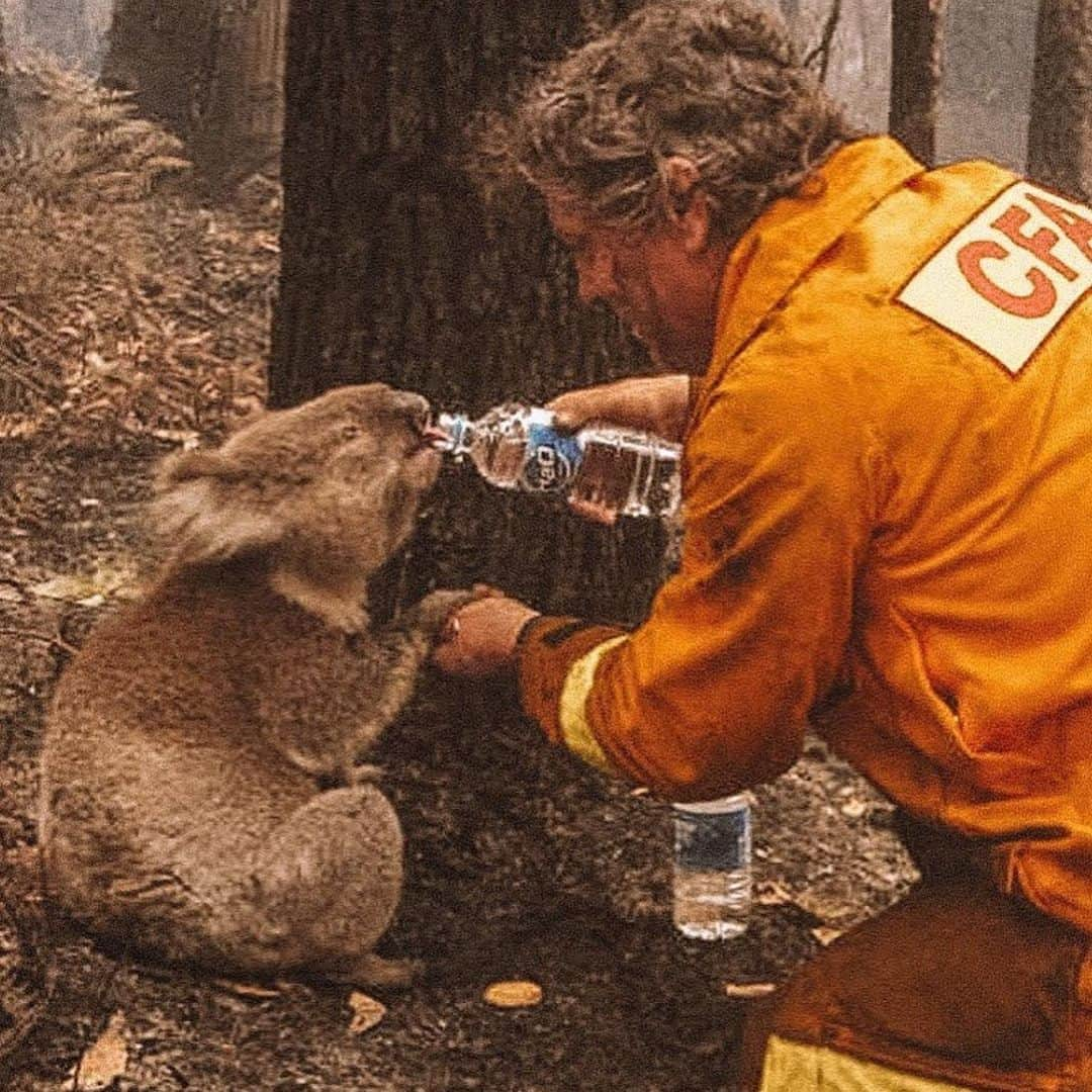 MASAMIさんのインスタグラム写真 - (MASAMIInstagram)「#prayforaustralia  日本で全然報道されてないけど、オーストラリアの森林火災で動物たちが五億匹が死んじゃってる。募金しか出来ないけどこの悲惨な状況を知らない人を減らしたい。みんなで祈ろう。コアラは早く逃げられないから絶滅の危機です。」1月7日 14時40分 - iharamasami