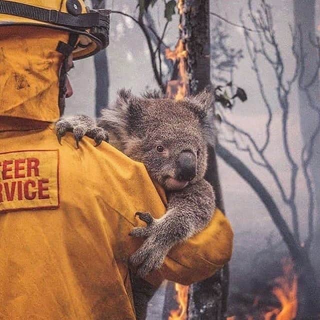 伊藤友季子さんのインスタグラム写真 - (伊藤友季子Instagram)「ーPray for Australia🇦🇺 昨年から続いているオーストラリアの森林火災。 深刻な被害が出ていて、動物の犠牲も5億匹に及ぶそうです。 あまり日本のニュースでは報じられていないので、一人でも多くの人に知ってもらえたらとシェアさせて頂きました。 ストーリーで寄付についてご紹介しています。 ※ハイライトに追加しました。 . 少しでも多くの動物の命が助かる事、火災の一刻も早い終息を願っています。 . #prayforaustralia #bushfireaustralia #australia #オーストラリア #オーストラリア森林火災 #オーストラリア山火事」1月7日 14時44分 - yukiko_xx