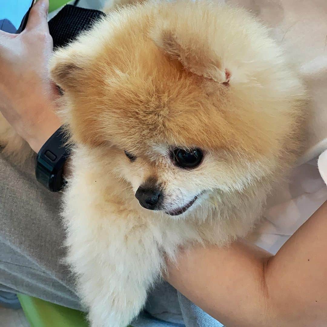 Ella Chuffyのインスタグラム：「Woof 🐾 . . . . . . . . . #ellachuffy #pet #petstagram #pomeranianpage #pomeraniansofinstagram #teacuppoms #cutedogs #pomeranian_lovers #pomeranianlife #pomeranianworld #teddybeardog #pomeranian #puppylove #aplacetolovedogs #dogoftheday #justpomeranians #fluffypack #dogoftheday #anmlsposts #thedailypompom #picoftheday #iflmdog #犬 #狗 #everydaydoglover  #pomeranianww #justpomeranians #bridgetdoodlesdogs #pomeranian_moments」