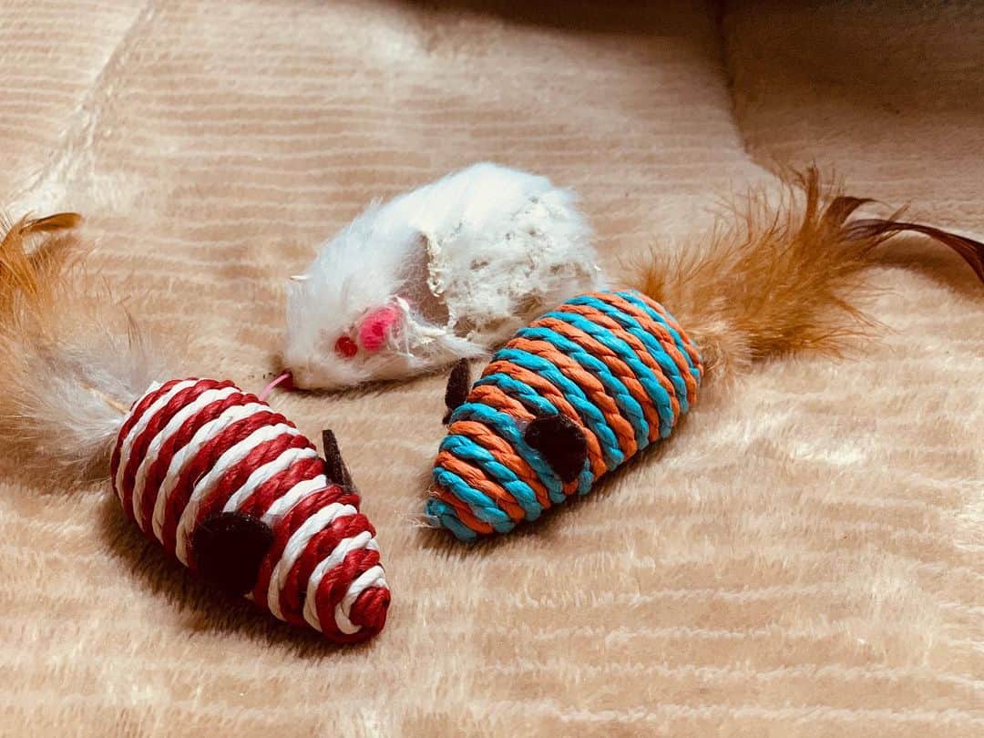 秋山ゆずきのインスタグラム：「. . #鼠年 #鼠 うちの猫さんのお気に入りは 白いネズミさん。 遊びすぎてハゲハゲになっちゃった。 いつもくくきき取り合いしてます。  #猫 #おもちゃ」