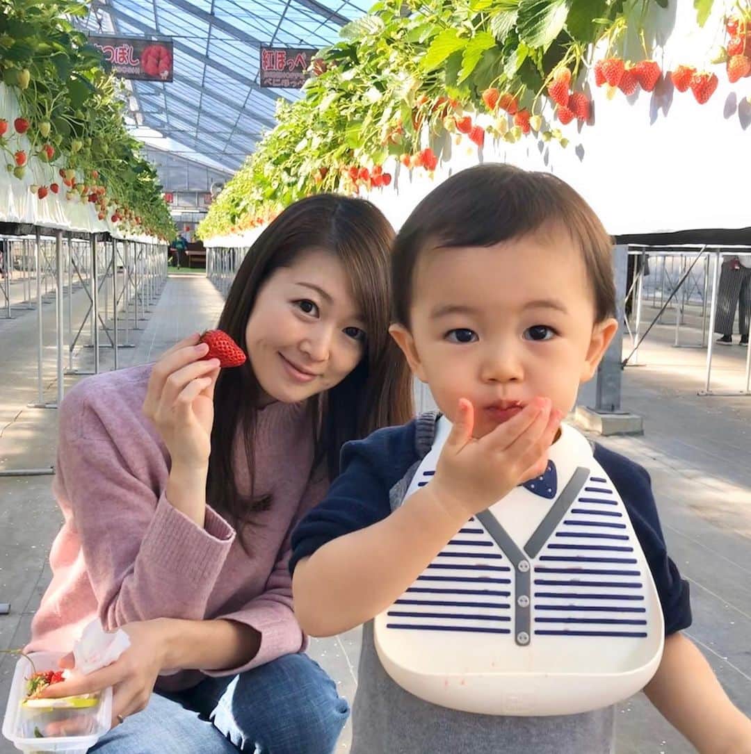 のインスタグラム：「気がついたらもう7日！ お正月休み最後の方も多かった5日には#いちご狩り はじめ🍓❤️ 苺大好き！！！な息子を連れて、新年初いちご狩りへ。 . . 去年よりも上手に食べられるようになり、上の方に苺がなっているバリアフリーなイチゴ狩り農園だったので背伸びして自分で取ったり、去年行った時より脱走しなくなって成長を感じました😂😂💕笑 去年は3.4月あたりの1歳5.6ヶ月に行ったので歩けるようになって自分で駆け回って、嫌々がすごかったので抱っこ紐でないと無理だった😂😂😂😂 お口の周り真っ赤にして30個以上は食べてた息子👶👏笑　2歳はタダなのに申し訳ない😂大満足✨ . . ヘタだけ取ってあげたほうがぐちゃっとならないのでヘタとった苺をエプロンのポッケに入れておいてあげたらそこに苺を貯めて歩くのが気に入ったようで嬉しそうに歩いてて可愛かった😂（親バカ。笑） 3月くらいまでにまた苺狩り行きたいなあ💕次は娘っ子も一緒にみんなで😊❤️ . . #家族でお出かけ #育児日記 #成長記録 #正月休み #2歳 #2歳3ヶ月 #赤ちゃんのいる生活 #2児ママ #男の子ママ #女の子ママ #2歳差兄妹 #2歳差育児 #苺 #親バカ #親バカ部 #親子#ig_oyabakabu #l4l #happy #happydays」