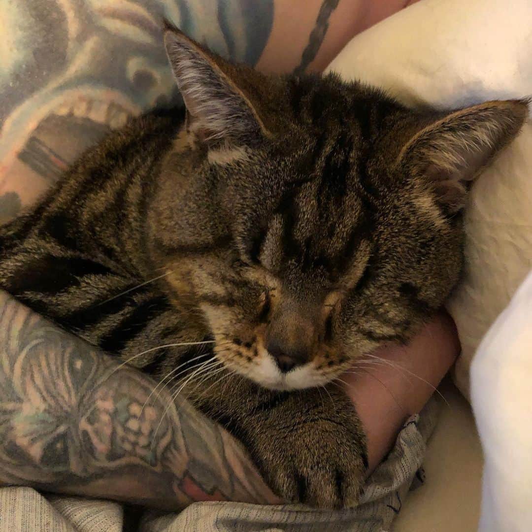 のインスタグラム：「Bedtime snugs with Eddie 💀 jk it’s just the Bearded Man 😻 @ironmaiden #eddieironmaiden #aliencatmatilda #catsofinstagram #yourdailycat #tattoosofinstagram #pinkfloyd #love」