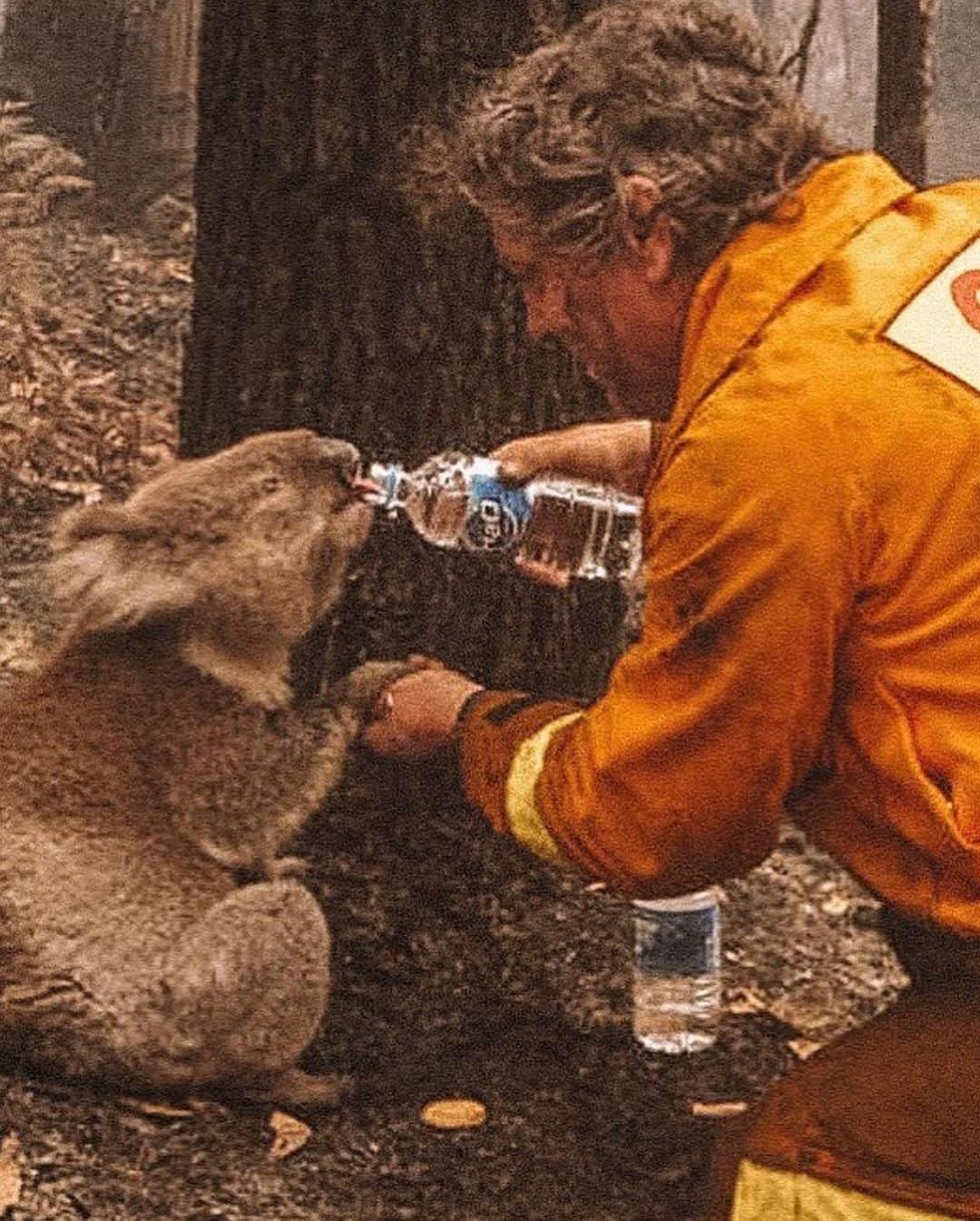 吉川桃さんのインスタグラム写真 - (吉川桃Instagram)「ストーリーに上手く載せられなかったのでこっちに載せます。 オーストラリアの山火事で5億匹の野生動物が死亡、コアラの3分の1が死亡 昨年の9月から今もまだ燃え続けています。😞 検索すると動物達の残酷な写真、、 2枚目の画像にのっているサイトは日本語でわかりやすく、どこにどう寄付したらいいか書いてあるので調べてみて下さい。 少しでも多くの命が助かりますように、 一刻でも早く火が消えますように、  #Australia #bushfiresaustralia」1月7日 16時13分 - mmoo.3509