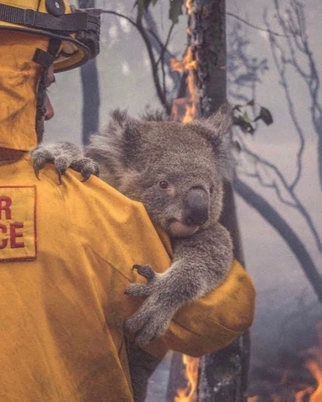 吉川桃さんのインスタグラム写真 - (吉川桃Instagram)「ストーリーに上手く載せられなかったのでこっちに載せます。 オーストラリアの山火事で5億匹の野生動物が死亡、コアラの3分の1が死亡 昨年の9月から今もまだ燃え続けています。😞 検索すると動物達の残酷な写真、、 2枚目の画像にのっているサイトは日本語でわかりやすく、どこにどう寄付したらいいか書いてあるので調べてみて下さい。 少しでも多くの命が助かりますように、 一刻でも早く火が消えますように、  #Australia #bushfiresaustralia」1月7日 16時13分 - mmoo.3509
