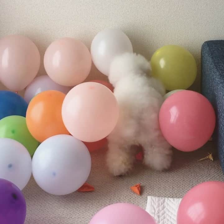 ゆうのインスタグラム：「. . アーニーさん🐶 風船🎈40個割りました。 記録3分2秒 とても元気です。 . . . #膨らましてる側で大興奮 #風船大好きらしい🎈 . . .」