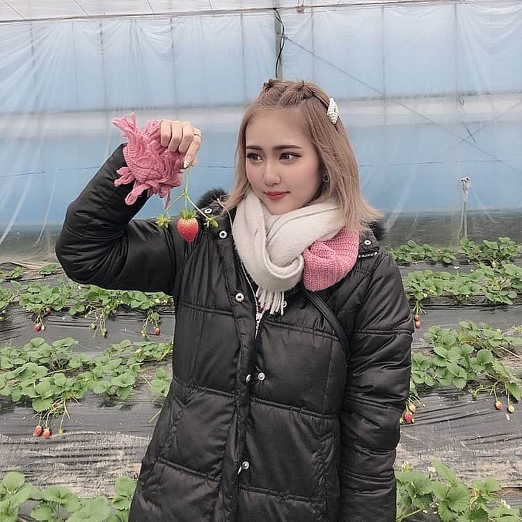 守田美咲さんのインスタグラム写真 - (守田美咲Instagram)「#イチゴ狩り 🍓( '-' 🍓  いっぱいイチゴ食べすぎて当分イチゴ要らない·····(๑°⌓°๑)」1月7日 17時32分 - misamisa_kimono