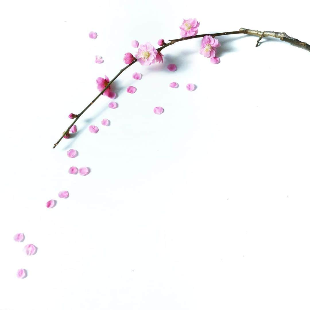 harumiさんのインスタグラム写真 - (harumiInstagram)「Happy 2020🌸💕🌸💕. . Japanese plum blossoms ’ume'🌸. . 2020年が健やかで幸せいっぱいの一年でありますように⭐️. 年明けて1週間が過ぎ、日常生活もスタート。私も、遊んだ分がんばろ！と思いつつ、まだ余韻ひきずってボケボケ😂 こんな調子ですが、今年もよろしくお願い致します🌸💕🌸💕.」1月7日 17時34分 - harumirumiru