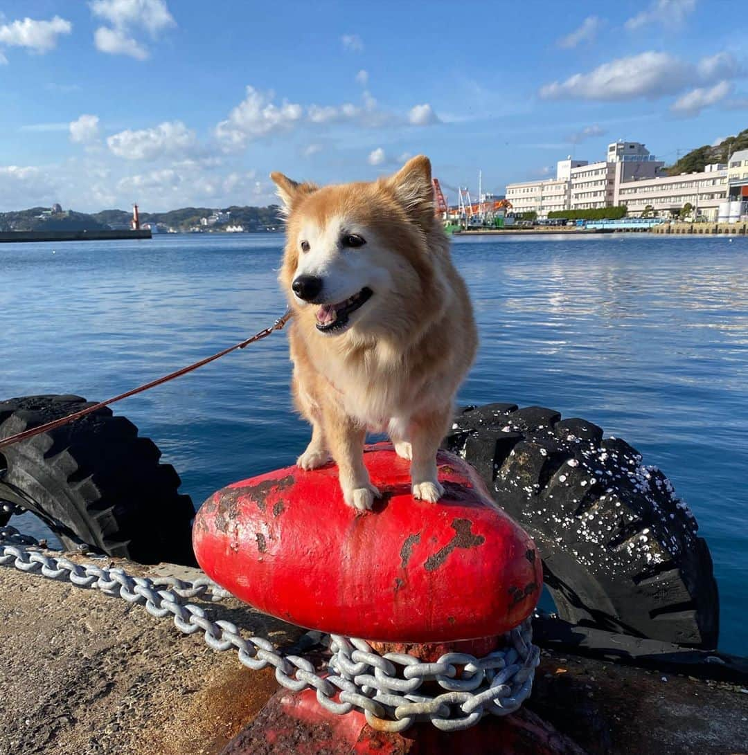 早霧せいなさんのインスタグラム写真 - (早霧せいなInstagram)「『海と係船柱とアンディ』  #部屋とyシャツと私 #一番好きな歌のタイトル🤓 #アンディは赤が似合う #波止場犬🐕」1月7日 17時47分 - seinasagiri_official