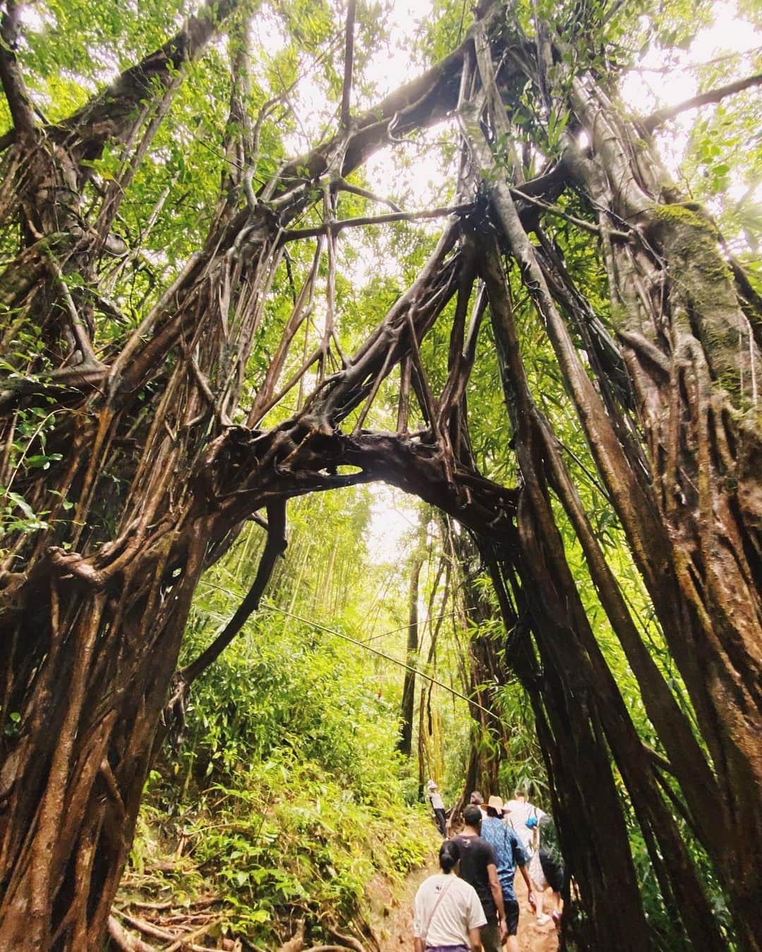 Ami さんのインスタグラム写真 - (Ami Instagram)「マノアの滝🌲 #パワースポット #ハイキング #靴がドロドロになったけど行ってよかった #生命の力を感じました」1月8日 3時27分 - ami_dream05