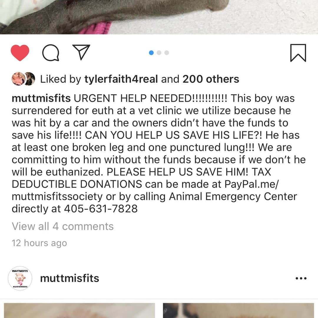 Jesseさんのインスタグラム写真 - (JesseInstagram)「Urgent this guy needs help ASAP the info is on the 2nd pic! If you can please hell donate to save his life the @muttmisfits PayPal is above in my bio ❤️🙏 thank you so much」1月8日 4時08分 - sexyjessej