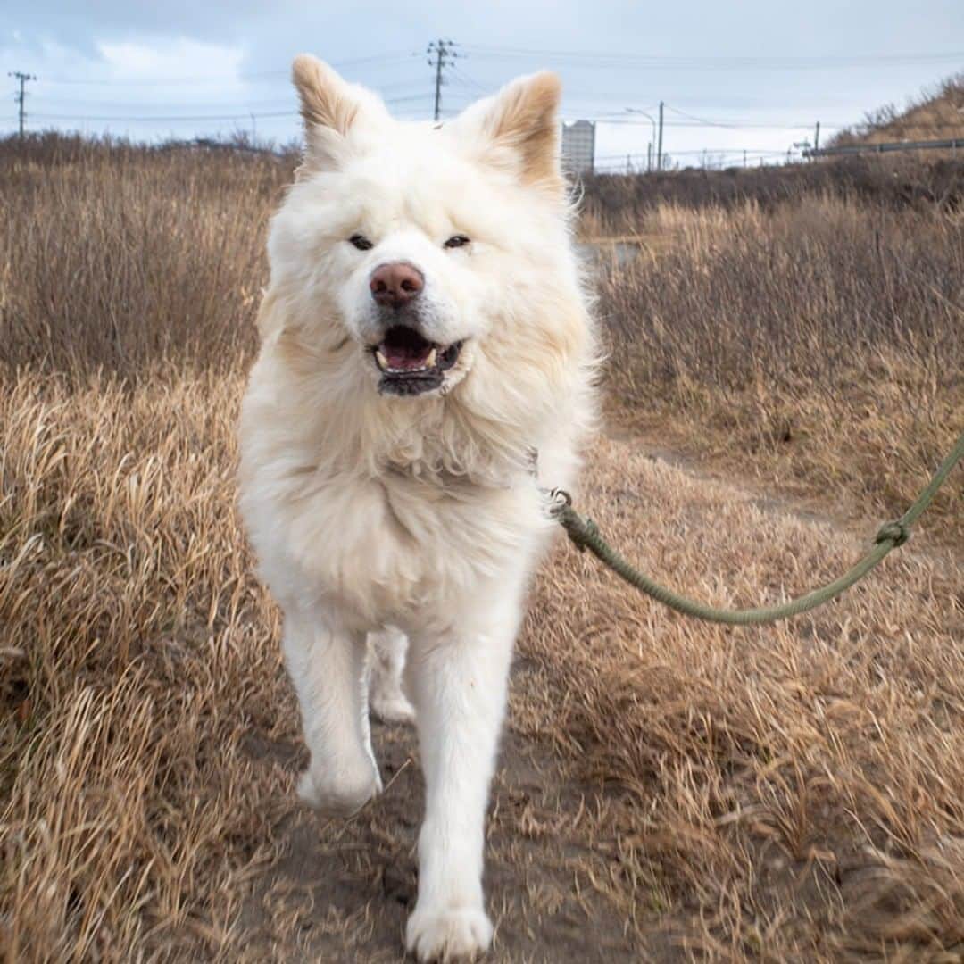 のインスタグラム：「Taking a walk right now. 散歩好き 笑顔で進む 冬枯野  #busakawa #longhair #longcoat #akitainu #dog #wasao #ぶさかわ #長毛 #秋田犬 #わさお」