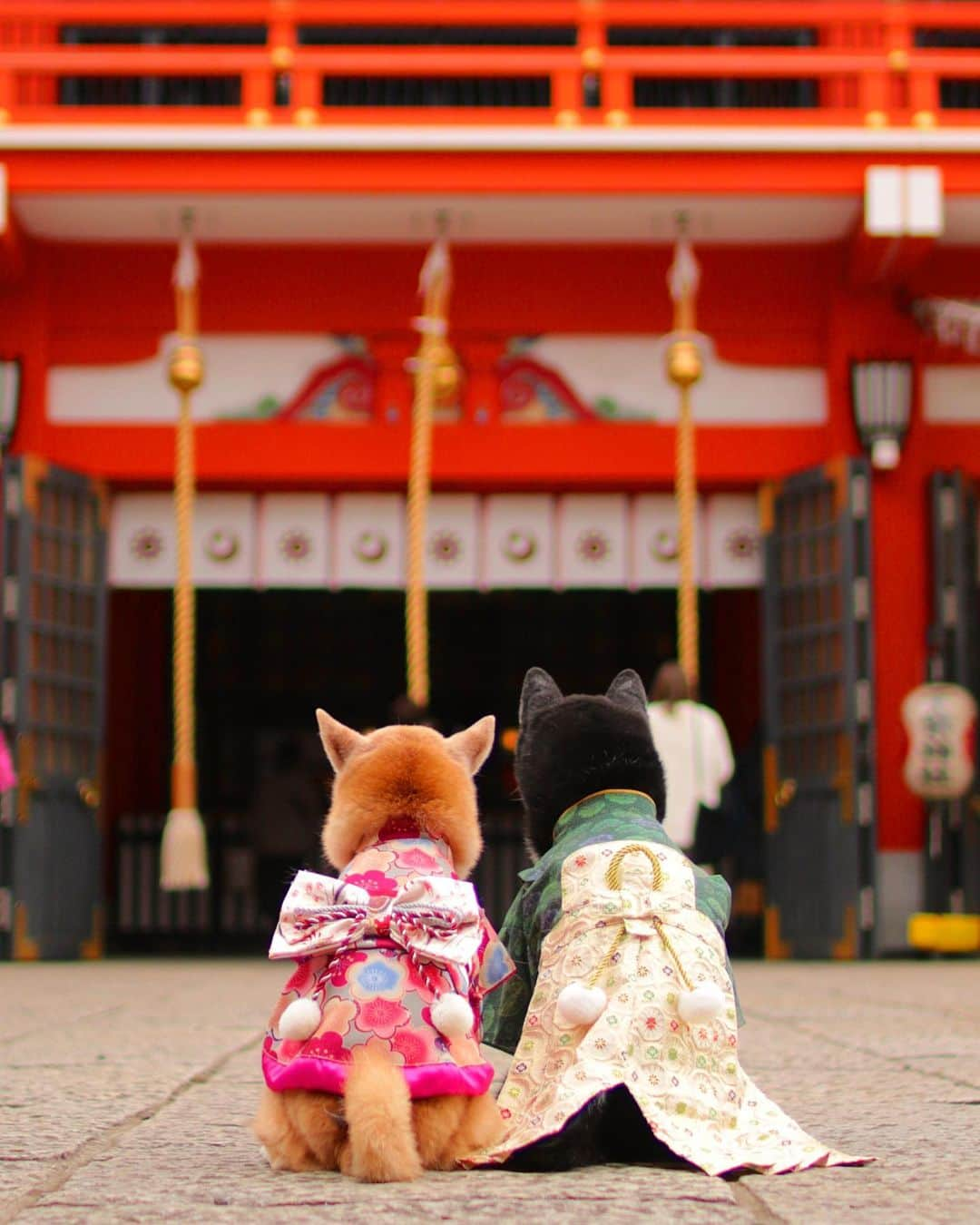 柴犬 けんしろう ゆりあのインスタグラム