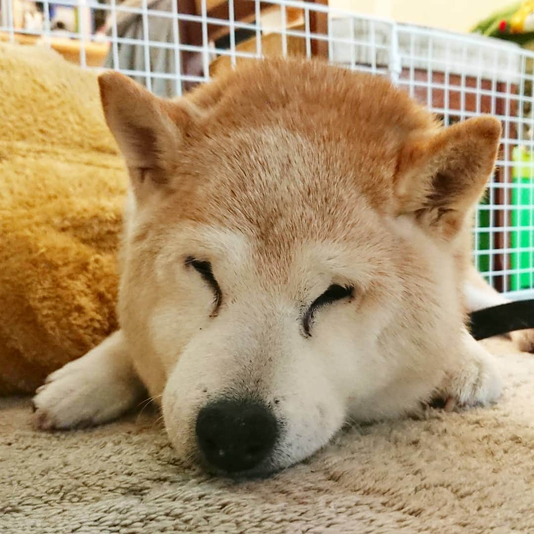 柴子さんのインスタグラム写真 - (柴子Instagram)「こんばんは。 #柴犬　#shibainu #shibastagram  #ぬいぐるみ疑惑」1月7日 20時09分 - senogawadogs