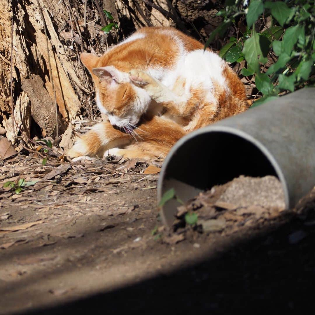 今井安紀さんのインスタグラム写真 - (今井安紀Instagram)「During visiting Enoshima, I found a red tabby cat who I found last October. You can find same cat from the past post in my account!! 江島神社にて猫発見。昨年10月にいた子と多分同じ子。柄が同じ。 過去のポストにいるからちょっとさかのぼって見てみてね。 しかしこの子ちょっとカリン様みがあるな。可愛い。  #firstshrinevisit #enoshimaisland #olympuspenepl9 #latergram #catstagram_japan #catstagram #enoshimacat #redtabbycat #初詣 #江島神社 #江の島 #江ノ島の猫 #オリンパスペンepl9 #カリン様 #カリン様みたい」1月7日 20時23分 - i_am_akinyan0826