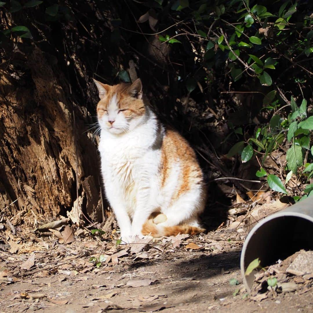 今井安紀さんのインスタグラム写真 - (今井安紀Instagram)「During visiting Enoshima, I found a red tabby cat who I found last October. You can find same cat from the past post in my account!! 江島神社にて猫発見。昨年10月にいた子と多分同じ子。柄が同じ。 過去のポストにいるからちょっとさかのぼって見てみてね。 しかしこの子ちょっとカリン様みがあるな。可愛い。  #firstshrinevisit #enoshimaisland #olympuspenepl9 #latergram #catstagram_japan #catstagram #enoshimacat #redtabbycat #初詣 #江島神社 #江の島 #江ノ島の猫 #オリンパスペンepl9 #カリン様 #カリン様みたい」1月7日 20時23分 - i_am_akinyan0826