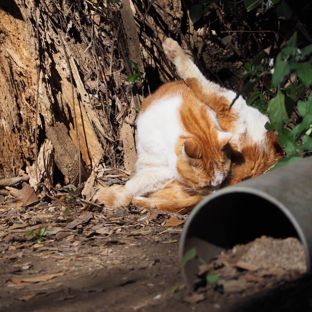 今井安紀さんのインスタグラム写真 - (今井安紀Instagram)「During visiting Enoshima, I found a red tabby cat who I found last October. You can find same cat from the past post in my account!! 江島神社にて猫発見。昨年10月にいた子と多分同じ子。柄が同じ。 過去のポストにいるからちょっとさかのぼって見てみてね。 しかしこの子ちょっとカリン様みがあるな。可愛い。  #firstshrinevisit #enoshimaisland #olympuspenepl9 #latergram #catstagram_japan #catstagram #enoshimacat #redtabbycat #初詣 #江島神社 #江の島 #江ノ島の猫 #オリンパスペンepl9 #カリン様 #カリン様みたい」1月7日 20時23分 - i_am_akinyan0826