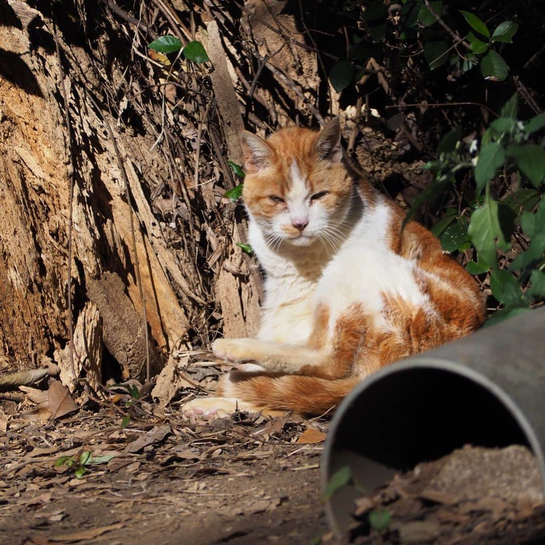 今井安紀さんのインスタグラム写真 - (今井安紀Instagram)「During visiting Enoshima, I found a red tabby cat who I found last October. You can find same cat from the past post in my account!! 江島神社にて猫発見。昨年10月にいた子と多分同じ子。柄が同じ。 過去のポストにいるからちょっとさかのぼって見てみてね。 しかしこの子ちょっとカリン様みがあるな。可愛い。  #firstshrinevisit #enoshimaisland #olympuspenepl9 #latergram #catstagram_japan #catstagram #enoshimacat #redtabbycat #初詣 #江島神社 #江の島 #江ノ島の猫 #オリンパスペンepl9 #カリン様 #カリン様みたい」1月7日 20時23分 - i_am_akinyan0826