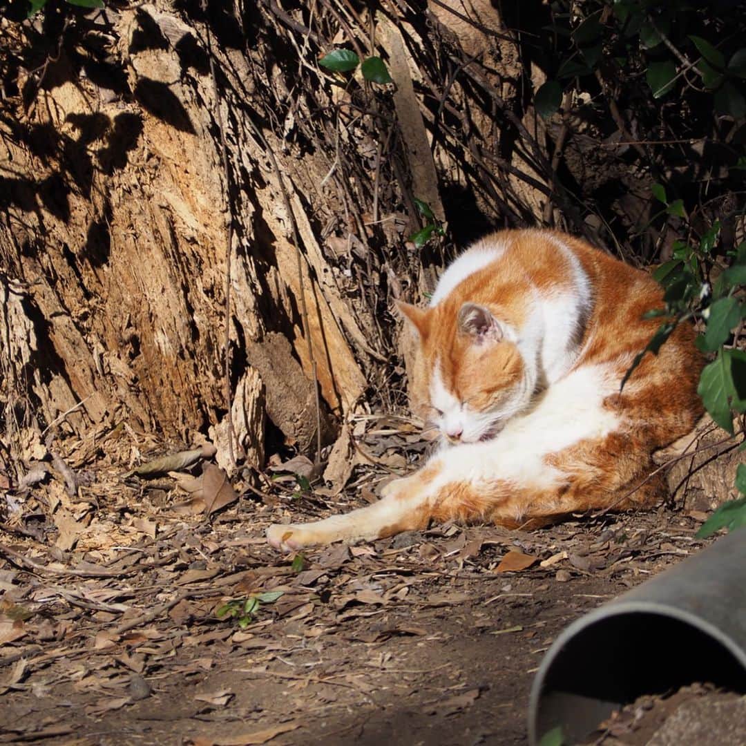 今井安紀さんのインスタグラム写真 - (今井安紀Instagram)「During visiting Enoshima, I found a red tabby cat who I found last October. You can find same cat from the past post in my account!! 江島神社にて猫発見。昨年10月にいた子と多分同じ子。柄が同じ。 過去のポストにいるからちょっとさかのぼって見てみてね。 しかしこの子ちょっとカリン様みがあるな。可愛い。  #firstshrinevisit #enoshimaisland #olympuspenepl9 #latergram #catstagram_japan #catstagram #enoshimacat #redtabbycat #初詣 #江島神社 #江の島 #江ノ島の猫 #オリンパスペンepl9 #カリン様 #カリン様みたい」1月7日 20時23分 - i_am_akinyan0826