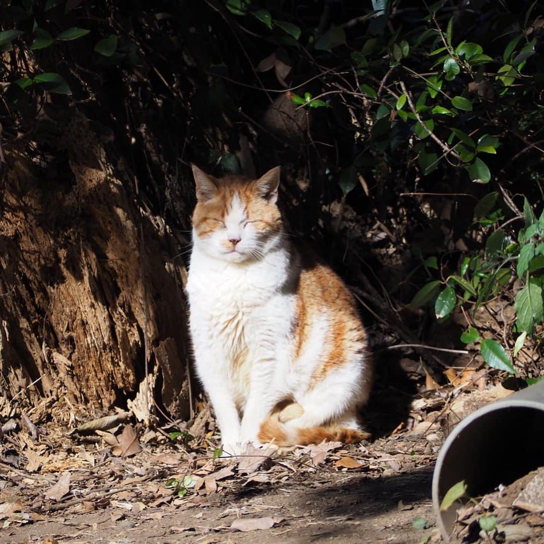 今井安紀さんのインスタグラム写真 - (今井安紀Instagram)「During visiting Enoshima, I found a red tabby cat who I found last October. You can find same cat from the past post in my account!! 江島神社にて猫発見。昨年10月にいた子と多分同じ子。柄が同じ。 過去のポストにいるからちょっとさかのぼって見てみてね。 しかしこの子ちょっとカリン様みがあるな。可愛い。  #firstshrinevisit #enoshimaisland #olympuspenepl9 #latergram #catstagram_japan #catstagram #enoshimacat #redtabbycat #初詣 #江島神社 #江の島 #江ノ島の猫 #オリンパスペンepl9 #カリン様 #カリン様みたい」1月7日 20時23分 - i_am_akinyan0826