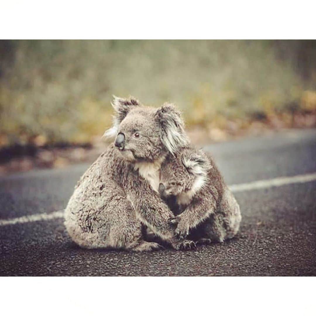 紗栄子さんのインスタグラム写真 - (紗栄子Instagram)「非常事態宣言が出され、未だコアラなどの野生動物たちがたくさんの命を落としているオーストラリアの火災をみなさんご存知でしょうか。 年末年始、日本ではオーストラリアで起きている現状を報道で目にすることがほぼなかったこともあり、勝手に鎮静に向かっていると思っていた森林火災が今もなお激化しているということを、久しぶりに開いたSNSや海外に出るとたくさん報じられており、私も改めて知ることができました。 日本のテレビでは、放送されている題材の優先順位に疑問をもってしまう報道が多いことに、もっと私たちが知らなければいけない大切なことがあるのに...と、いろんな意味でとてもショックを受けております。  写真に載せたオーストラリアのマップは、政府機関系のサイトMyFireWatchが発信している情報で、オーストラリア全土で2020年1月4日から過去72時間以内に起きた山火事の状況が記されています。 1月4日だけでも、ニューサウスウェールズ州では140箇所以上で山火事が起こっており、その半数以上が制御不能。気温40度を超える中、3000人以上の消防士やボランティアの消防団員が消火活動にあたっていらっしゃるとのことですが、事態の終息には程遠いのが現状で、熱と煙の中で命がけの活動が連日続いています。  地震や津波で海外からも沢山の支援を受けた日本。 このオーストラリアの危機に恩返しの気持ちも込めて動く時だと感じ、私も2つの支援先に寄付をさせて戴きました。  同じ思いの方で寄付先を悩まれていらっしゃる方がおりましたら、ひとつの選択肢として参考にしていただければと思います。  私が今回寄付したのは、ニューサウスウェールズ地方消防局のボランティア消防団たちへの支援先と、ポートマッコーリー·コアラ病院が開設したGoFundMeというオンライン募金サイト。  １つ目の支援先のニューサウスウェールズ地方消防局は、ボランティアベースで機能している州政府の法定機関で、ボランティアの消防団員は仕事を休み、無給で地元の消火活動に当たっていらっしゃいます。 この方達の協力無くして復興は考えられず、個人に多額な負担となっていることも想像に難くないので、微力ではありますが皆さまの活動が続けられるチカラになれたらと思い、こちらに寄付させていただきました。  2つ目の支援先であるポートマッコリー.コアラ病院は、今後集まった寄付金で環境・エネルギー省と連携を図り、コアラの保護、水飲み場設置などの生息地の再生、治療・リハビリ施設の建設に挑むとしておりますので、生息地の再生が最重要課題となっていることもあり、こちらに寄付させていただきました。  今までに5億匹の野生動物が命を落とし、そのうち8千頭は野生のコアラが犠牲となっているみたいです。 11月にSNS上でたくさん拡散されていたので皆さんも目にしたことがあるかもしれませんが、燃える森の中から通りがかった女性に救出されたひどい火傷を負った14歳になる雄コアラ「ルイ」もポートマッコーリー.コアラ病院で手当を受けておりました。 しかしルイはひどい火傷から症状の回復が見込めず、「動物の福祉を最優先させる」という観点から安楽死という決断が下されました。 この病院にはルイ以外にも沢山のコアラが手当てを受けており元気になったコアラ達もたくさんいます。 救出されたコアラが生息していた地域のユーカリの木は焼け尽くされているのが現状で、コアラの保全状態は絶滅危惧種の前段階である「危急種」に分類されると評価されるくらい危機的状況です。  こちらのサイトでの支援金に関しては、自身で金額設定ができ、子供達もお年玉やお小遣いが許す範囲で寄付できるので、学校に戻った息子たちにも次会った時に話してみたいと思っています。  今まで地球からのたくさんの恩恵を当たり前のことのように受けてきた私たち人間が、生かされている者として地球に対して何をしていかなければならないのか、みんなで真剣に考えなければならない時がきていることを痛感させられるこの自然災害の多さと規模の拡大。  救助・復旧活動に取り組まれている全ての関係者の方々に対し、心からの敬意を表します。 そして、1日も早い鎮火と皆さまの安全をお祈り致します。 #prayforaustralia #koalahospital #koalahospitalportmacquarie」1月7日 20時32分 - saekoofficial