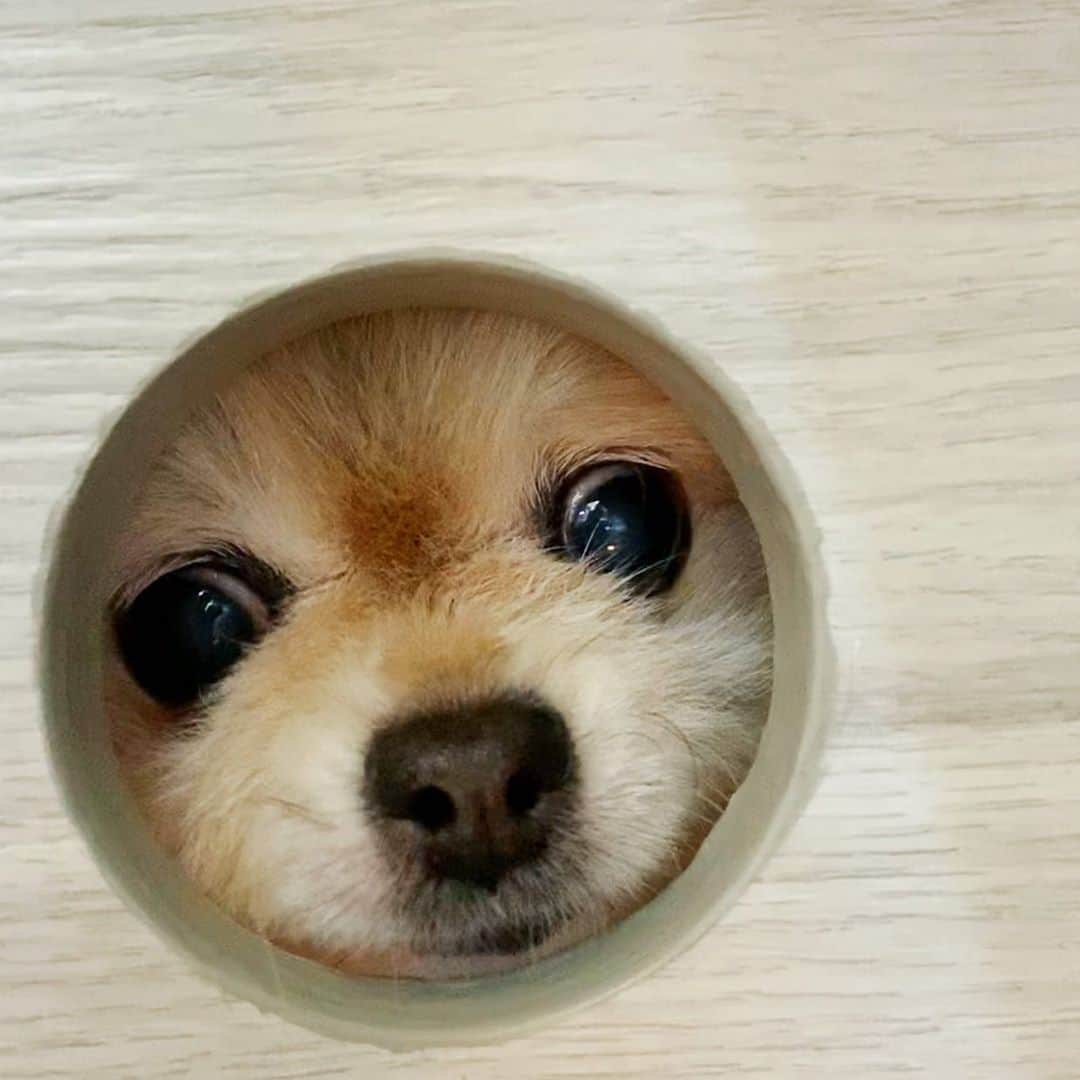 Ella Chuffyのインスタグラム：「Peeeeeka~ . . . . . . . . . #ellachuffy #pet #petstagram #pomeranianpage #pomeraniansofinstagram #teacuppoms #cutedogs #pomeranian_lovers #pomeranianlife #pomeranianworld #teddybeardog #pomeranian #puppylove #aplacetolovedogs #dogoftheday #justpomeranians #fluffypack #dogoftheday #anmlsposts #thedailypompom #picoftheday #iflmdog #犬 #狗 #everydaydoglover  #pomeranianww #justpomeranians #bridgetdoodlesdogs #pomeranian_moments」