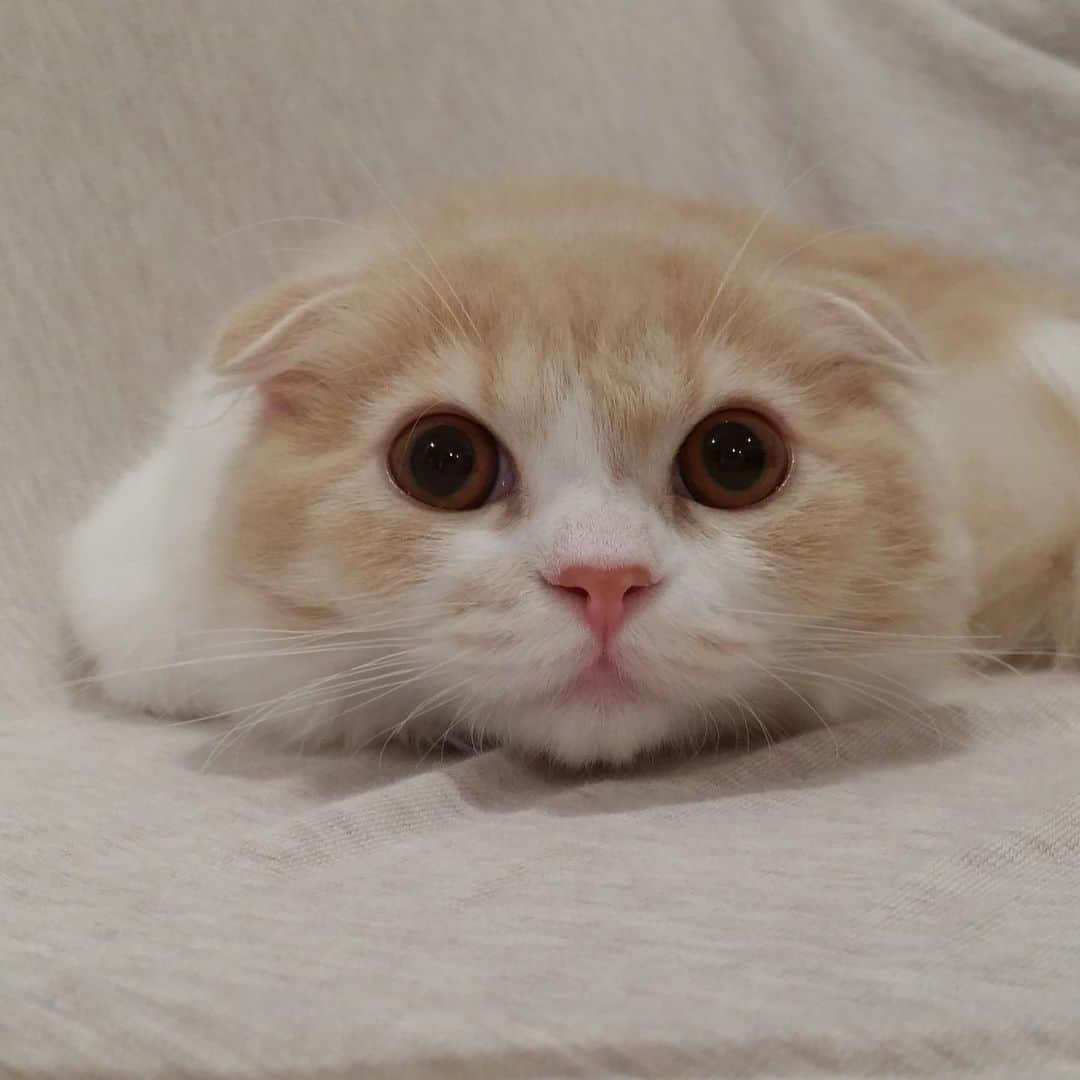 のんたさんのインスタグラム写真 - (のんたInstagram)「突然のチビぼー 3歳になってもまだまだかわいい赤ちゃんです👶🍼 ・ #scottishfold #catstagram_japan #catsofinstagram #cats_of_instagram#catoftheday #ilovemycat #bestmeow #catlover #cutecat #kittensofinstagram #cute #スコティッシュフォールド」1月7日 21時10分 - utacci