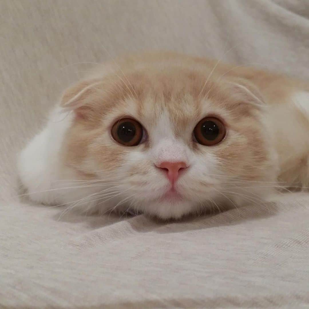 のんたのインスタグラム：「突然のチビぼー 3歳になってもまだまだかわいい赤ちゃんです👶🍼 ・ #scottishfold #catstagram_japan #catsofinstagram #cats_of_instagram#catoftheday #ilovemycat #bestmeow #catlover #cutecat #kittensofinstagram #cute #スコティッシュフォールド」