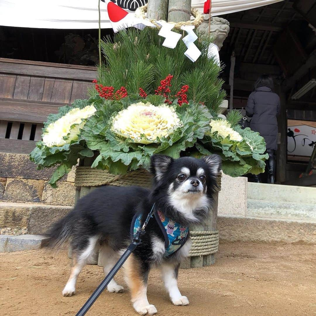 花蝶しほさんのインスタグラム写真 - (花蝶しほInstagram)「#載せ忘れてた #シリーズ #小野住吉神社 #犬幸祈願 #紗良ちゃん #初めての #初詣 #わんちゃんも #沢山居ました #との #愛犬 #チワワ #chihuahua #ブラタン #可愛い #そして #なぜか #凛々しいw」1月7日 22時05分 - s1h0i1h2o