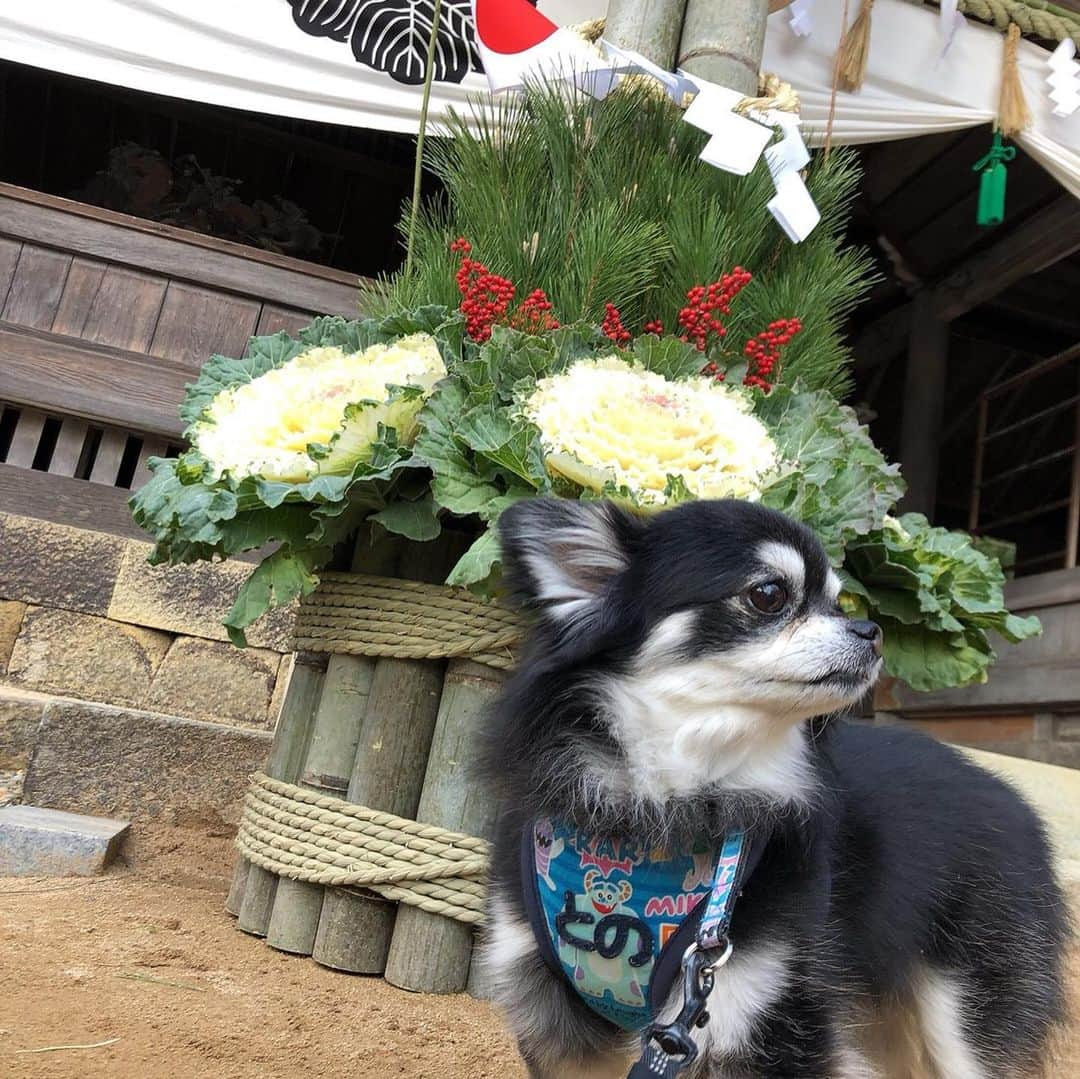 花蝶しほさんのインスタグラム写真 - (花蝶しほInstagram)「#載せ忘れてた #シリーズ #小野住吉神社 #犬幸祈願 #紗良ちゃん #初めての #初詣 #わんちゃんも #沢山居ました #との #愛犬 #チワワ #chihuahua #ブラタン #可愛い #そして #なぜか #凛々しいw」1月7日 22時05分 - s1h0i1h2o