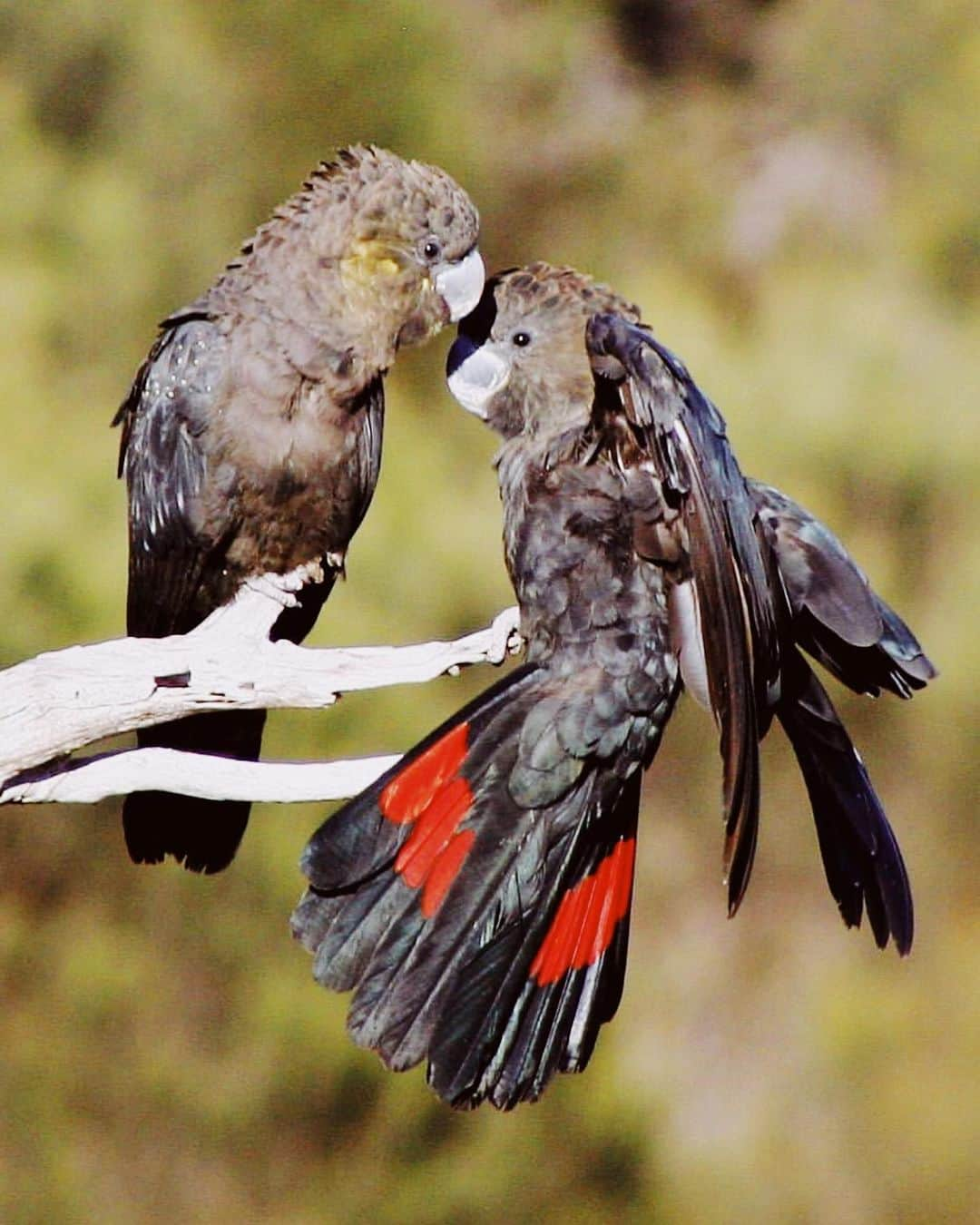 Meganさんのインスタグラム写真 - (MeganInstagram)「There was a very small isolated population of the glossy black cockatoo on Kangaroo Island. They eat only from a single type of tree known as a dropping she-oak. One of the many endangered species who no longer have a habitat. Link in bio to donate.」1月7日 22時07分 - zanzan_domus