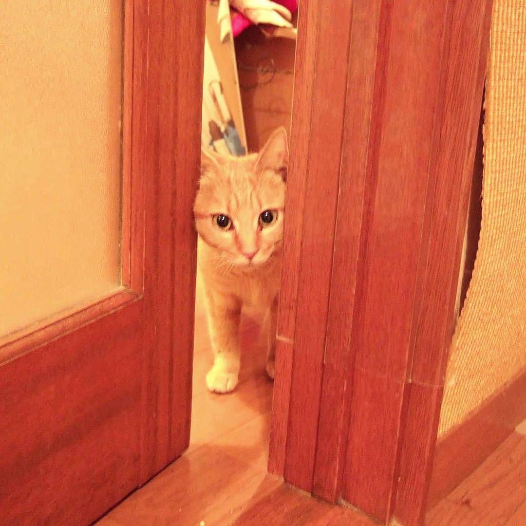 近藤研二さんのインスタグラム写真 - (近藤研二Instagram)「軒先の通い猫だったチャトラコちゃんが突然うちに上がって来たのは今から12年前の今日。配達員が開けた玄関から上がり込んだらしい。その後もクロちゃんやチャトラ白と一緒に足繁く通って、春にはすっかり部屋の中で昼寝するまでになっていた。  マルチンは寛容だったなあ。  当時の家で名前を付けた通い猫は22匹かな。また気まぐれに振り返ろう。  #近藤マルオ #通い猫チャトラコ #通い猫チャトラ白 #通い猫クロ」1月7日 22時24分 - kenjikond0