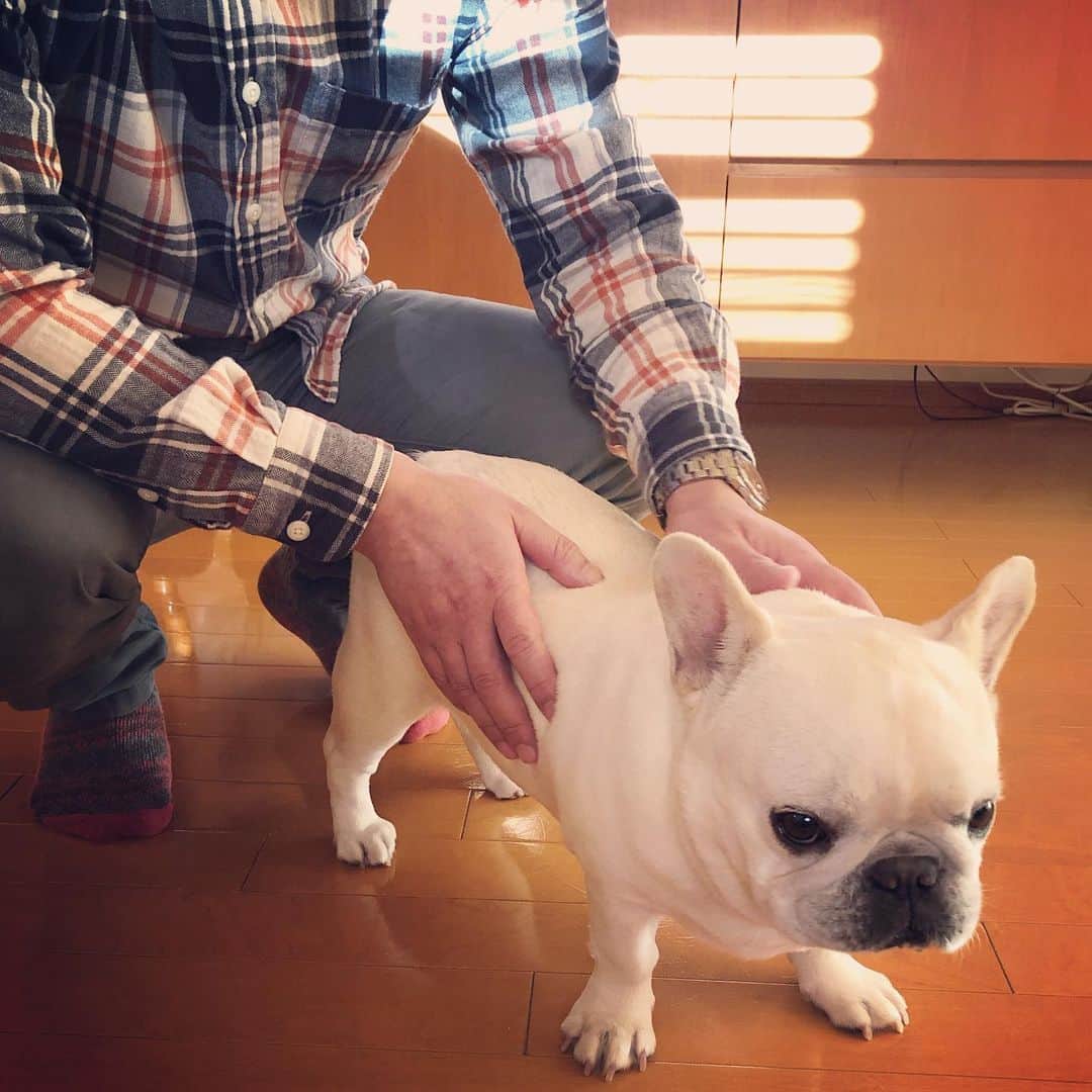 タニム（マーブル母）のインスタグラム：「* 昨日から仕事が始まり現実逃避したくて、お正月に撮った写真を振り返っていたら、私の兄（マーブルにとってはおじさん）が来た時の写真が…。1年に一回ぐらいしか会えないのに、ちゃんと覚えていて甘えるマーブル🐷💕 * #マーブルとおじさん #2020年お正月🎍 #私のアモーレ🐷❤️」
