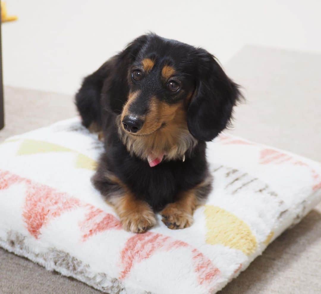 Sora Momoさんのインスタグラム写真 - (Sora MomoInstagram)「クッションの上に乗っておとうさんを待ってるもも🐶🐾 ☺︎ そらはもう寝ちゃったし だんだん眠くなって来たけど 頑張って待ってるもも 家族全員揃わないと落ち着いて眠れないらしいです😅 ☺︎ #クッションの上で待ってる#待ってるのって聞いても#寝たらって言っても#ずっと同じ体勢#意外に頑固#帰ってくる時間がわかる#何かの上に乗るのが好き #ダックス#ミニチュアダックス #dachshund #miniaturedachshund」1月7日 22時39分 - teratera_sorapu_