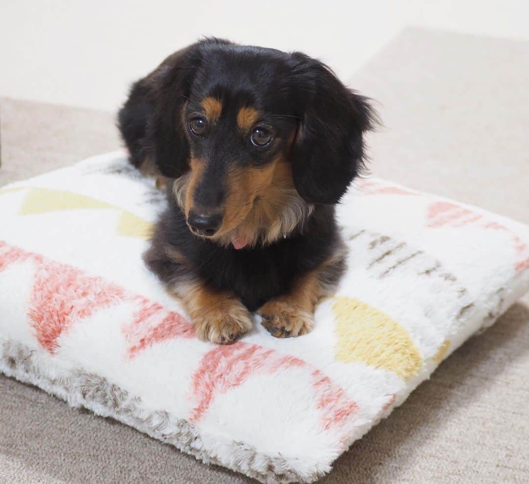 Sora Momoさんのインスタグラム写真 - (Sora MomoInstagram)「クッションの上に乗っておとうさんを待ってるもも🐶🐾 ☺︎ そらはもう寝ちゃったし だんだん眠くなって来たけど 頑張って待ってるもも 家族全員揃わないと落ち着いて眠れないらしいです😅 ☺︎ #クッションの上で待ってる#待ってるのって聞いても#寝たらって言っても#ずっと同じ体勢#意外に頑固#帰ってくる時間がわかる#何かの上に乗るのが好き #ダックス#ミニチュアダックス #dachshund #miniaturedachshund」1月7日 22時39分 - teratera_sorapu_