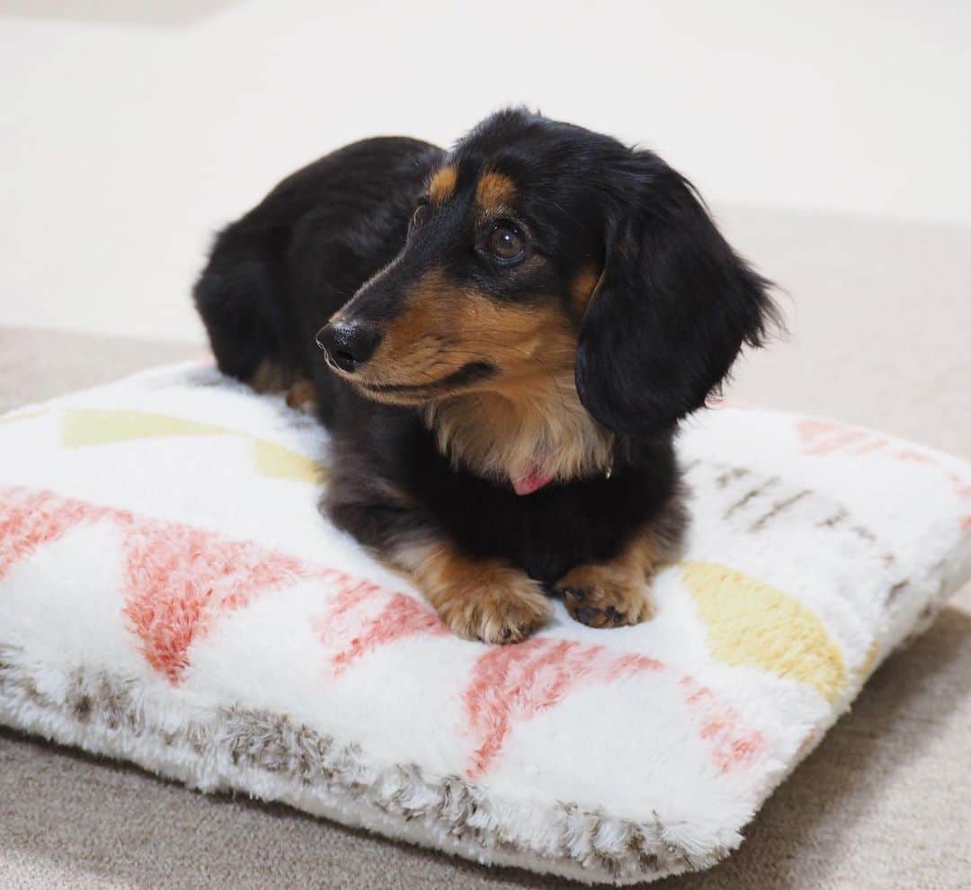 Sora Momoさんのインスタグラム写真 - (Sora MomoInstagram)「クッションの上に乗っておとうさんを待ってるもも🐶🐾 ☺︎ そらはもう寝ちゃったし だんだん眠くなって来たけど 頑張って待ってるもも 家族全員揃わないと落ち着いて眠れないらしいです😅 ☺︎ #クッションの上で待ってる#待ってるのって聞いても#寝たらって言っても#ずっと同じ体勢#意外に頑固#帰ってくる時間がわかる#何かの上に乗るのが好き #ダックス#ミニチュアダックス #dachshund #miniaturedachshund」1月7日 22時39分 - teratera_sorapu_