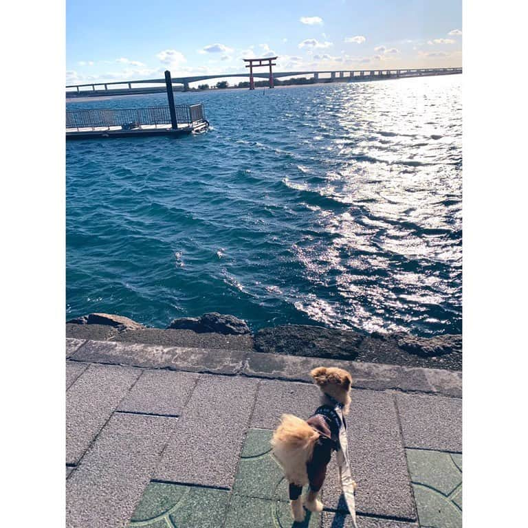 堀尾実咲さんのインスタグラム写真 - (堀尾実咲Instagram)「🐻🐰とのお正月🎍  #愛犬 #おさんぽ #浜名湖」1月7日 23時18分 - misaki.horio