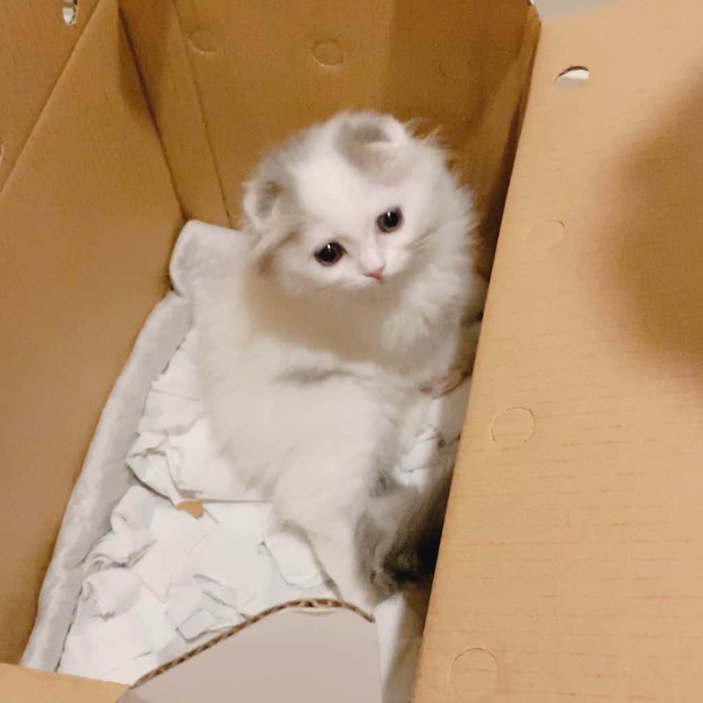のんたのインスタグラム：「ついでにチビぱん👶ちっちゃい〜！ ・ #scottishfold #catstagram_japan #catsofinstagram #cats_of_instagram#catoftheday #ilovemycat #bestmeow #catlover #cutecat #kittensofinstagram #cute #スコティッシュフォールド」