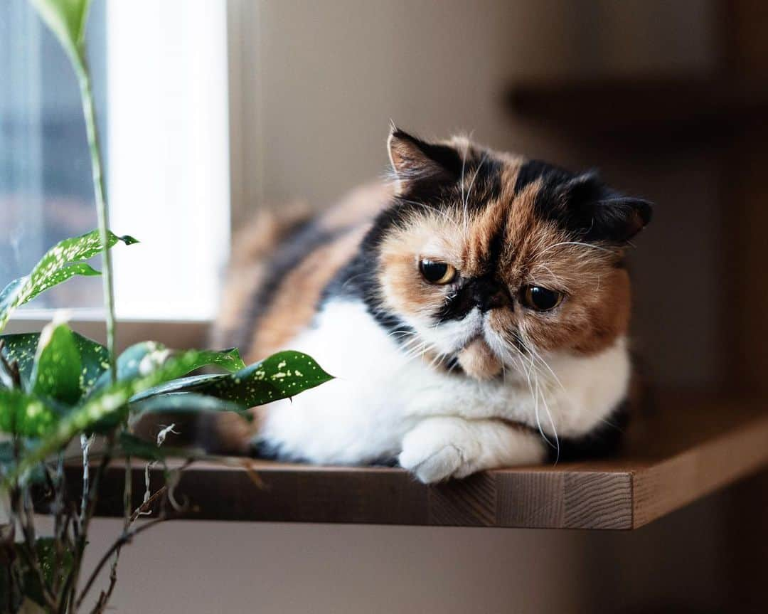 清水桜子さんのインスタグラム写真 - (清水桜子Instagram)「育ててた観葉植物から突然にょっきりピクミンみたいな葉っぱが生えてきた🌱👀」1月8日 0時48分 - sakuracos