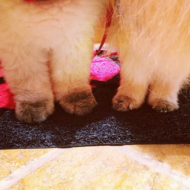 Buddy Boo Blueさんのインスタグラム写真 - (Buddy Boo BlueInstagram)「Tiny dirty paws, although Boo’s tiny paws were much larger than Buddy’s tiny paws. I used to wash their paws in the sink after most of their walks, but now that we have bigger dogs, I’ve just accepted that I’m going to have to live in dirt for the rest of my life.」1月8日 1時56分 - buddyboowaggytails