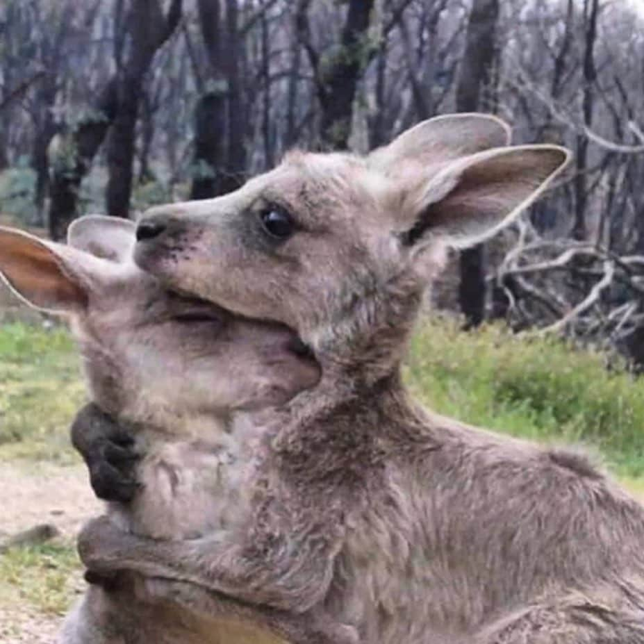 デュア・リパさんのインスタグラム写真 - (デュア・リパInstagram)「My thoughts are with of all those affected by the devastating Australian bushfires. If you want to support those affected and the volunteer fire fighters at the frontline, here are some links I found helpful.  St Vincent de Paul Society are helping people who have been evacuated or lost their home with expenses such as food, clothing and costs of setting up a new home. https://donate.vinnies.org.au/appeals-nsw/vinnies-nsw-bushfire-appeal-nsw  Australian Red Cross are supporting thousands of people in evacuation centres and recovery hubs. https://www.redcross.org.au/campaigns/disaster-relief-and-recovery-donate  The Celeste Barber fund for The Trustee For NSW Rural Fire Service and Brigades supports volunteer fire fighters. https://www.facebook.com/donate/1010958179269977/  WWF-Australia are caring for injured wildlife, and when the fires clear, they will help restore the forest homes of koalas and other animals. https://www.wwf.org.au/get-involved/bushfire-emergency#gs.qb6bpa  Greenpeace Australia is organising climate action that politicians can’t ignore. They also have a good explainer about how climate change makes the bushfires worse. https://www.greenpeace.org.au/donate/bushfire」1月8日 1時58分 - dualipa