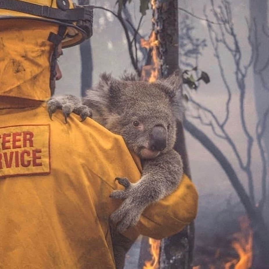 デュア・リパさんのインスタグラム写真 - (デュア・リパInstagram)「My thoughts are with of all those affected by the devastating Australian bushfires. If you want to support those affected and the volunteer fire fighters at the frontline, here are some links I found helpful.  St Vincent de Paul Society are helping people who have been evacuated or lost their home with expenses such as food, clothing and costs of setting up a new home. https://donate.vinnies.org.au/appeals-nsw/vinnies-nsw-bushfire-appeal-nsw  Australian Red Cross are supporting thousands of people in evacuation centres and recovery hubs. https://www.redcross.org.au/campaigns/disaster-relief-and-recovery-donate  The Celeste Barber fund for The Trustee For NSW Rural Fire Service and Brigades supports volunteer fire fighters. https://www.facebook.com/donate/1010958179269977/  WWF-Australia are caring for injured wildlife, and when the fires clear, they will help restore the forest homes of koalas and other animals. https://www.wwf.org.au/get-involved/bushfire-emergency#gs.qb6bpa  Greenpeace Australia is organising climate action that politicians can’t ignore. They also have a good explainer about how climate change makes the bushfires worse. https://www.greenpeace.org.au/donate/bushfire」1月8日 1時58分 - dualipa