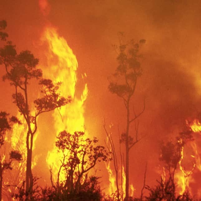 デュア・リパさんのインスタグラム写真 - (デュア・リパInstagram)「My thoughts are with of all those affected by the devastating Australian bushfires. If you want to support those affected and the volunteer fire fighters at the frontline, here are some links I found helpful.  St Vincent de Paul Society are helping people who have been evacuated or lost their home with expenses such as food, clothing and costs of setting up a new home. https://donate.vinnies.org.au/appeals-nsw/vinnies-nsw-bushfire-appeal-nsw  Australian Red Cross are supporting thousands of people in evacuation centres and recovery hubs. https://www.redcross.org.au/campaigns/disaster-relief-and-recovery-donate  The Celeste Barber fund for The Trustee For NSW Rural Fire Service and Brigades supports volunteer fire fighters. https://www.facebook.com/donate/1010958179269977/  WWF-Australia are caring for injured wildlife, and when the fires clear, they will help restore the forest homes of koalas and other animals. https://www.wwf.org.au/get-involved/bushfire-emergency#gs.qb6bpa  Greenpeace Australia is organising climate action that politicians can’t ignore. They also have a good explainer about how climate change makes the bushfires worse. https://www.greenpeace.org.au/donate/bushfire」1月8日 1時58分 - dualipa