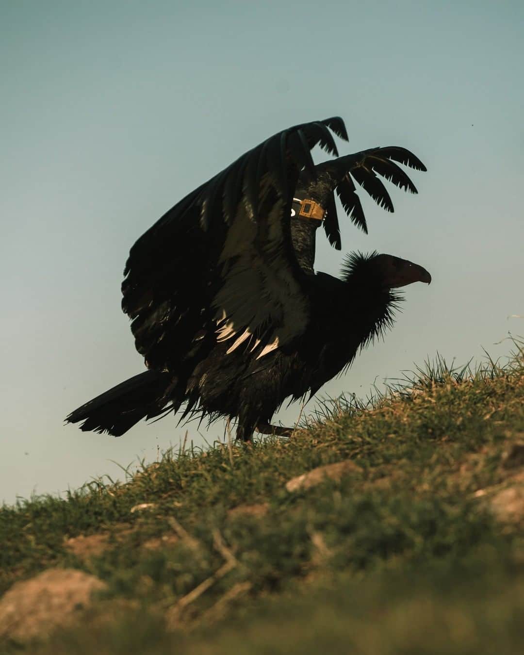 National Geographic Travelさんのインスタグラム写真 - (National Geographic TravelInstagram)「Photo by @kiliiiyuyan | A California condor stalks up a hill in sunny Big Sur, California. Condors congregate around a few areas where they are fed carrion that is free from lead-tainted bullets, but the California populations exist only with human support for now. Follow me, @kiliiiyuyan, for more about the human-animal relationship and beyond. #condor #california #environment」1月8日 2時07分 - natgeotravel