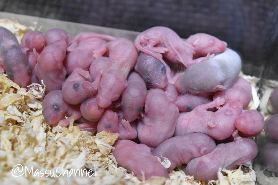 まっすーのインスタグラム：「#赤ちゃん産まれた #可愛い #マウス #ネズミ #癒し #ペット #赤ちゃん #動物 #生き物 #生物 #pets #animals」