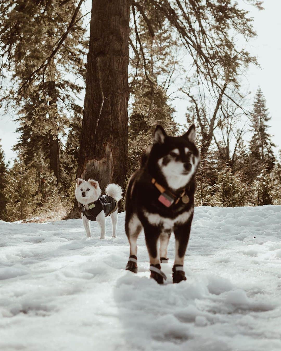 W E Y L I Eさんのインスタグラム写真 - (W E Y L I EInstagram)「First time in the snow with the doggies, but turns out they are not impressed 🤷🏻‍♀️」1月8日 3時20分 - weylie