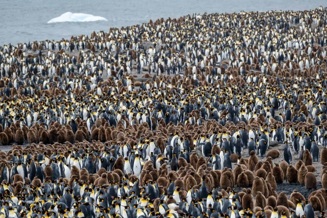 National Geographic Travelさんのインスタグラム写真 - (National Geographic TravelInstagram)「Photo by @KristaRossow | Nothing could prepare me for the overwhelming feeling that would overtake me on my first visit to Saint Andrews Bay on South Georgia Island. This bay is the largest king penguin colony on the island and is home to over 200,000 pairs of breeding birds. During my visit, there were large creches of brown, downy chicks among the colony. Follow me @KristaRossow for more images. #penguins #SouthGeorgia」1月8日 14時10分 - natgeotravel