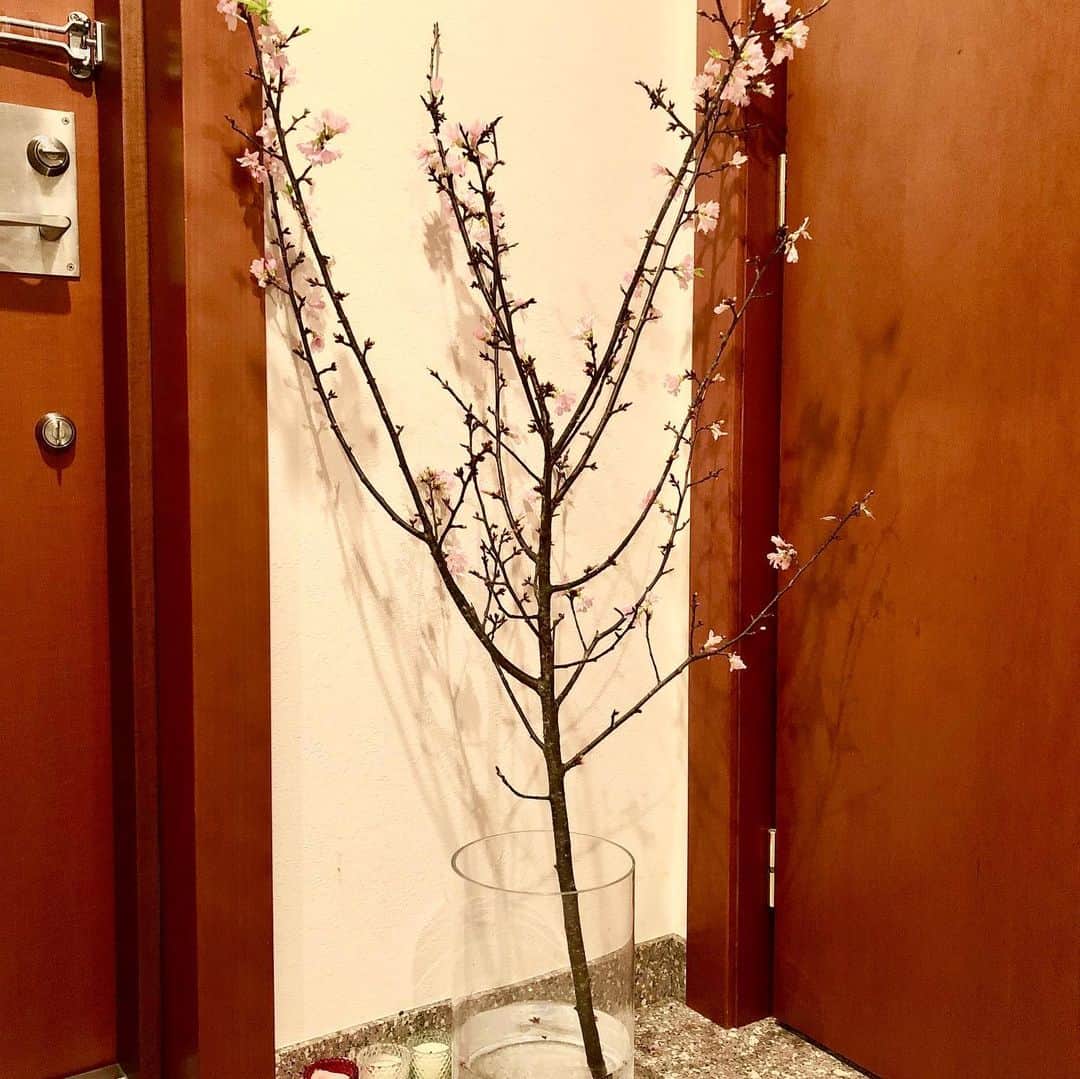 佐伯紅緒さんのインスタグラム写真 - (佐伯紅緒Instagram)「ひとあし先に春の先取り。 大枝のものが欲しかったのでお正月から飾ってます。 冬に咲く桜・四季桜。 たった一本で玄関の雰囲気ががらりと変わります。  #四季桜　#2020」1月8日 14時11分 - beniosaeki