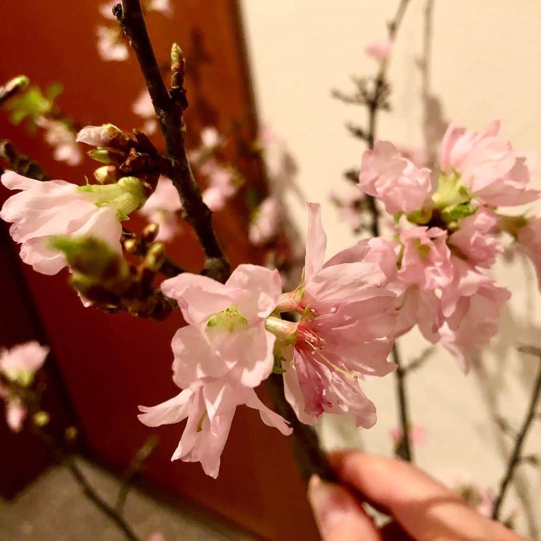 佐伯紅緒さんのインスタグラム写真 - (佐伯紅緒Instagram)「ひとあし先に春の先取り。 大枝のものが欲しかったのでお正月から飾ってます。 冬に咲く桜・四季桜。 たった一本で玄関の雰囲気ががらりと変わります。  #四季桜　#2020」1月8日 14時11分 - beniosaeki