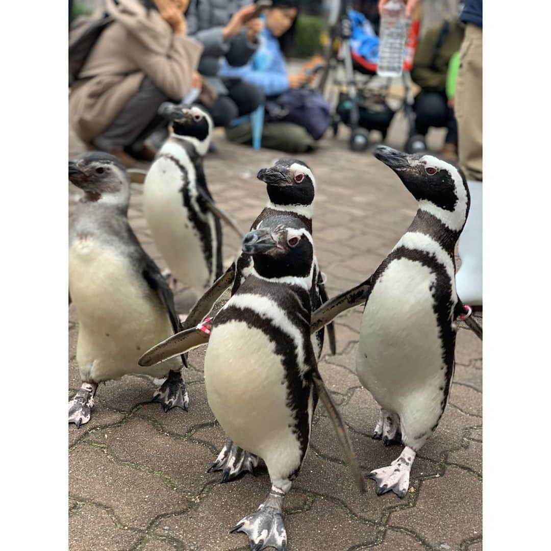 松浦雅さんのインスタグラム写真 - (松浦雅Instagram)「須磨の水族館へ🐬 スマスイは小学校の頃何度も遠足で行った場所！懐かし〜 魚やイルカたちに癒されました♡ 展示にも工夫がたくさんあって、全然時間足りなかった〜 このあと親友と美味しいお蕎麦も食べられて楽しすぎる一日でした。 . 最後に載せた、水族館内のプリクラ…というか写真機？😂の写真、 友達の服をよく見てください。 こういうバイカラーの水色ニットじゃないからね！！ 服が緑だったから背景と同化してるんだからね！！！ 笑いすぎて倒れるかと思いました。 #グリーンバック . #須磨海浜水族園 #水族館 #須磨 #神戸 #一枚目の写真イルカ写ってなさすぎてよく考えたらシュール #イルカプールを背景に撮ってるだけのひと」1月8日 12時57分 - m.miyabi614